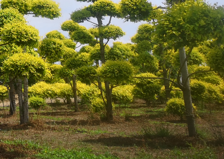 果園升降平臺(tái)廠家告訴你果園噴霧機(jī)的藥液排放